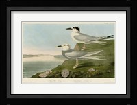 Havell's Tern & Trudeau's Tern Fine Art Print