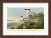 Havell's Tern & Trudeau's Tern Fine Art Print
