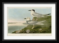 Havell's Tern & Trudeau's Tern Fine Art Print