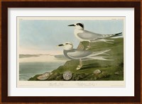 Havell's Tern & Trudeau's Tern Fine Art Print