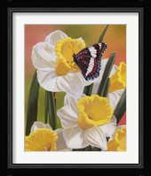 Daffodils & Butterfly Fine Art Print