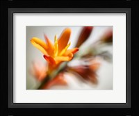 Open Sunshine I Fine Art Print