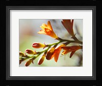 Open Sunshine II Fine Art Print