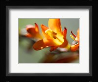 Open Sunshine III Fine Art Print