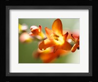 Open Sunshine IV Fine Art Print