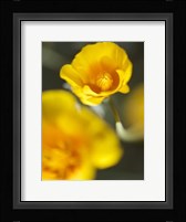 California Poppy I Fine Art Print
