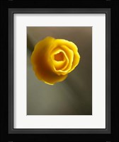 California Poppy II Fine Art Print