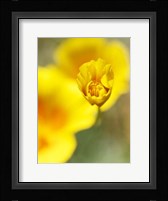 California Poppy III Fine Art Print