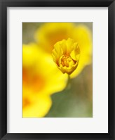 California Poppy III Fine Art Print