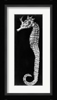 Seahorse Blueprint I Fine Art Print