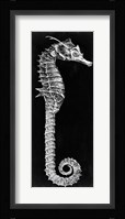 Seahorse Blueprint II Fine Art Print