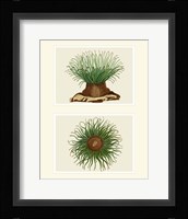 Green Sea Anemone on 2 panels Framed Print