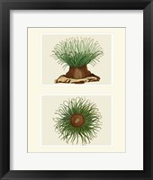 Green Sea Anemone on 2 panels Fine Art Print