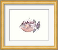 Watercolor Tropical Fish II Fine Art Print