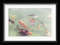 Koi Reflections II Fine Art Print