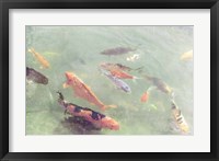Koi Reflections II Fine Art Print
