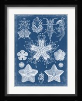 Marine Blueprint III Fine Art Print