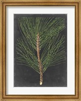Dramatic Pine I Fine Art Print