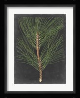 Dramatic Pine I Fine Art Print