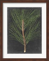 Dramatic Pine I Fine Art Print