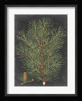 Dramatic Pine II Fine Art Print