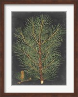 Dramatic Pine II Fine Art Print