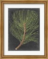 Dramatic Pine III Fine Art Print