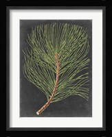 Dramatic Pine III Fine Art Print