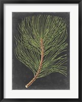 Dramatic Pine III Fine Art Print