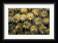 Tender Passion - Negril, Jamaica Fine Art Print