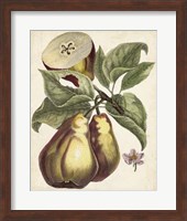 Antique Pear Study I Fine Art Print
