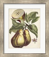 Antique Pear Study I Fine Art Print