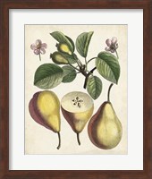 Antique Pear Study II Fine Art Print