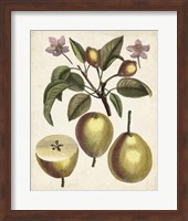 Antique Pear Study III Fine Art Print