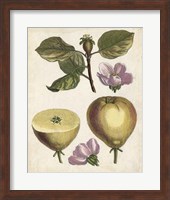 Antique Pear Study IV Fine Art Print