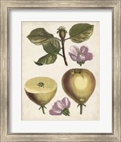 Antique Pear Study IV Fine Art Print