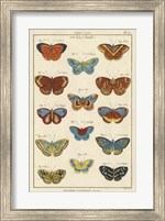 Histoire Naturelle Butterflies I Fine Art Print
