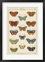 Histoire Naturelle Butterflies I Fine Art Print