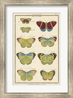Histoire Naturelle Butterflies II Fine Art Print