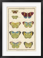 Histoire Naturelle Butterflies II Fine Art Print