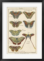 Histoire Naturelle Butterflies III Fine Art Print