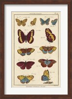 Histoire Naturelle Butterflies IV Fine Art Print
