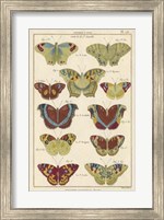 Histoire Naturelle Butterflies V Fine Art Print