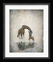My Love for You - Giraffes Fine Art Print