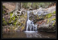 Roots of Nature Fine Art Print