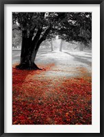 Autumn Contrast Fine Art Print