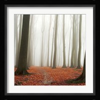 Autumn Forest Floor Fine Art Print