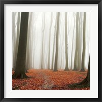 Autumn Forest Floor Fine Art Print