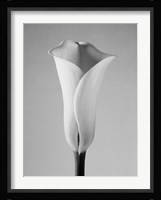 Calla No. 1 Fine Art Print