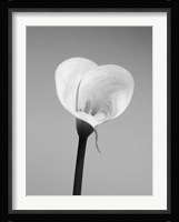 Calla No. 2 Fine Art Print